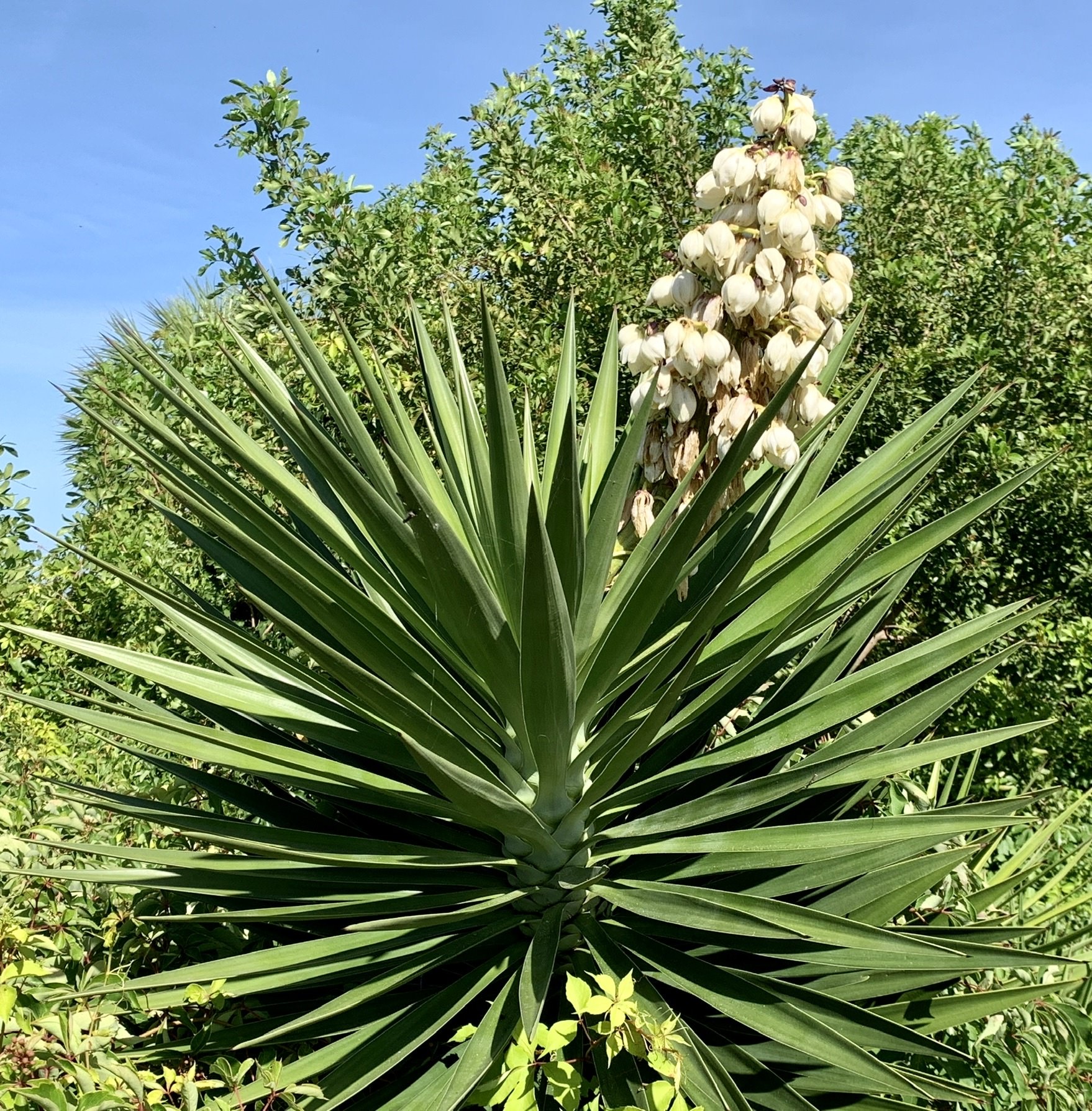 Yucca aloifolia